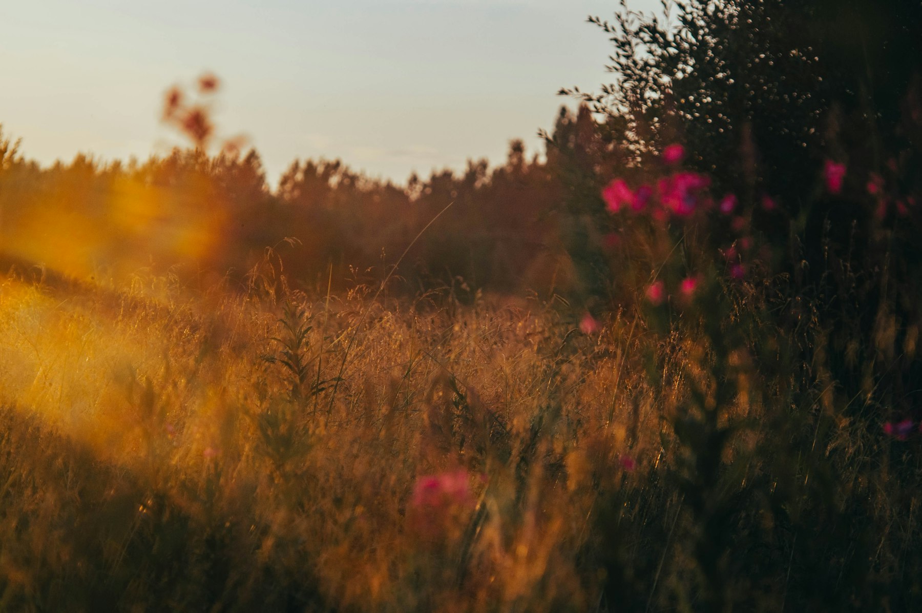 Goldene Sommerwiese im Gegenlicht – die Heimat unserer Bienen