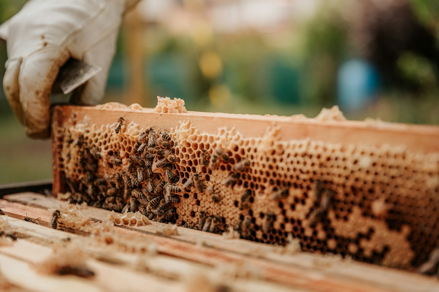 Imker bei der Arbeit mit einer Bienenwabe in warmem Licht